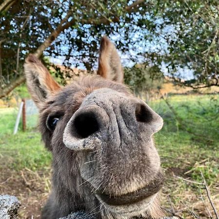 Agriturismo Lu Branu อาร์ซาเคนา ภายนอก รูปภาพ